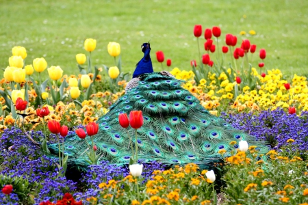 Exotic bird - summer, beautiful, grass, male, gorgeous, field, park, exotic, animal, meadow, tulips, bird, flowers, spring, garden, freshness, nice, peacock, lovely