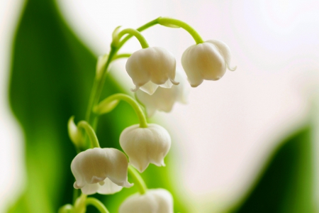 LILY of the VALLEY - white, flowers, macro, lily of valley