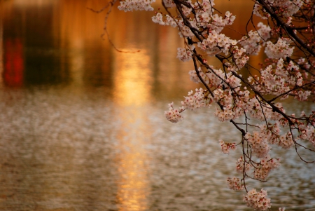 GOLDEN CHERRY TREE - flowers, cherry, Japan, golden, tree, walkway