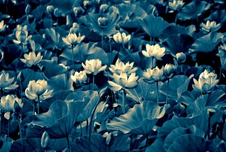 MOONLIGHT DANCE - lotus, pads, moonlight, leaves, night