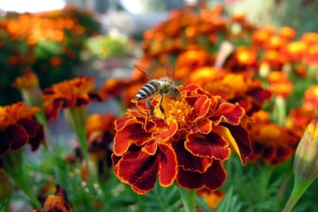 flowers - flores, bee, beautiful, flowers, colors