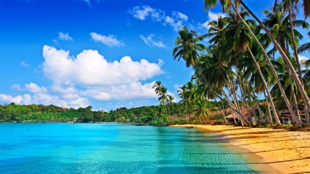 Golden Coast - clouds, water, palms, summer, sea, sand