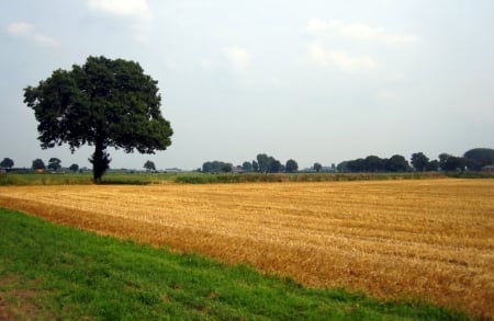 Summer - trees, nature, summer, view, photography