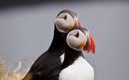 puffins, the cutest birds in the world