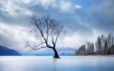 birds over a tree in a misty lake - lake, clouds, tree, mist, birds