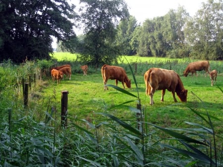 Together - cows, trees, animals, photography, grass