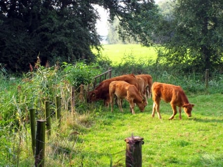 Summer evening - cows, trees, animals, photography, grass