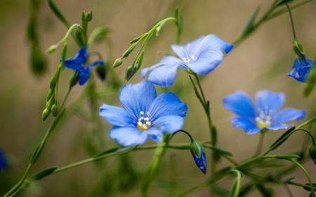 Flowers - green, amazing, blue, flower