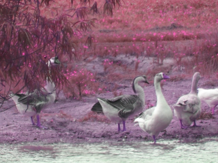 Canadian Geese - geese, 2013, canadian, pond