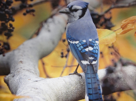 Blue Jay Bird Photo - photo, bird, blue, jay