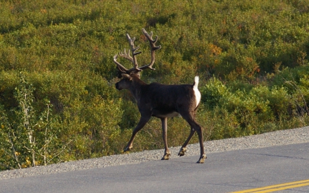 Denali Caribou 2 - wide screen, denali, national park, landscape, photography, alaska, nature, caribou, scenery, wild life, usa, photo