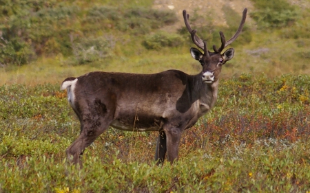 Handsome Caribou 2 - wide screen, denali, national park, landscape, photography, alaska, nature, caribou, scenery, wild life, usa, photo