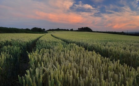 Wheat - farm, sky, wheat, grass