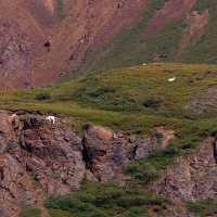 Dall Sheep 2