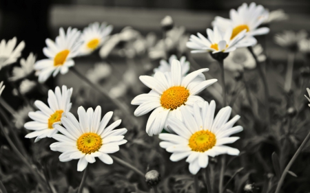 Daisies - summer, daisy, flower, flowers, daisies, bloom, white, nature, garden