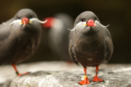 Mustache - bird, birds, seabird, sea, mustache, Larosterna inca, nature, Inca Tern, Chile