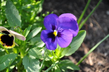 Pansy - pansy, flower, plant, blossom