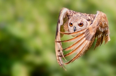 Flying - wildlife, animals, wallpaper, hd, flying, nature, wild, predatory birds, owl, prey, birds