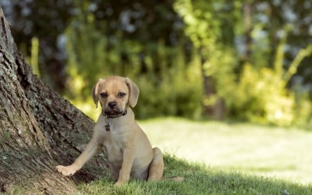 Dog - face, pretty, playful dog, cute, animals, beautiful, sweet, puppy, playful, dogs, puppies, lovely, dog face