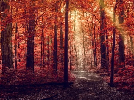 Forests - nature, tree, autumn, forests