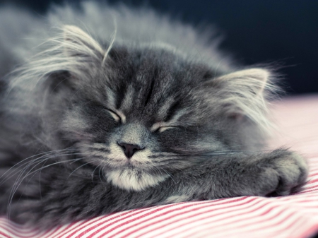 Cute cat - sleeping, cat, animals, pet, cute