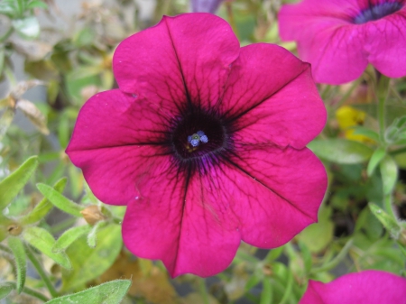 Flower - photography, flower, pink, nature