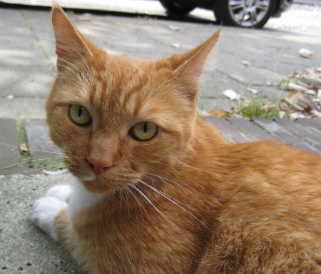 Ginger cat - cat, animals, nature, ginger