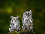 *** Owls ***