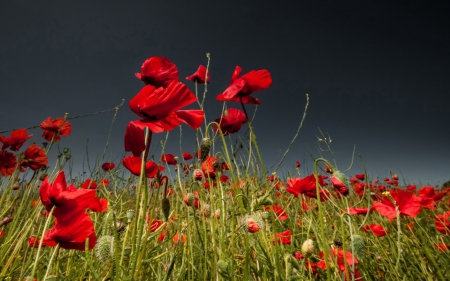 *** Wild flowers *** - flowers, red, flower, nature