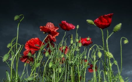 *** Red poopies *** - flowers, nature, red, poopies