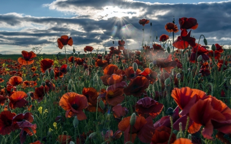 *** Field of poopies *** - flowers, nature, poopies, field, flower