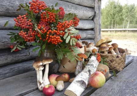 *** Forest harvest *** - harvest, muschrums, forest, nature