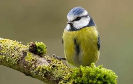 *** Beautiful bird *** - animal, animals, bird, birds