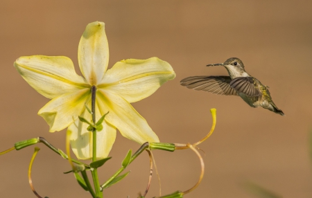 *** Humminbird *** - animal, animals, bird, birds