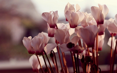 SUMMER BLOSSOMS - flowers, summer, blossoms, nature