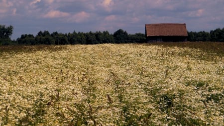 field of flowers - fields, sky, summer, flower