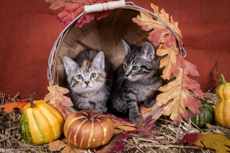 *** Autumn and kittens *** - nice, pumpkin, fluffy, animals, kittens, colorful, basket, foliage, kitties, fall, cute, adorable, cat, lovely, kitten, animaals, cats, beautiful, leaves, animal, sweet, friends