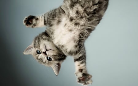 I'm  LANDING! - landing, white, kitten, paw, Gray, cat