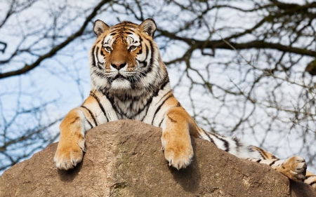 Tiger - sleepy, cute, beautiful, cat, sleeping, kitty, cats, hat, cat face, paws, face, animals, pretty, beauty, sweet, kitten, lovely