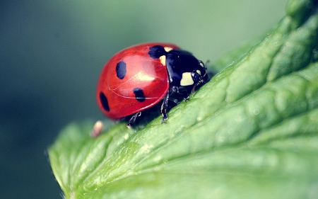 Ladybug - nature, ladybug, macro, ladybird, bug, leaf