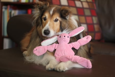 My pink toy♥ - pet dog, beautiful, pink, toy, animals