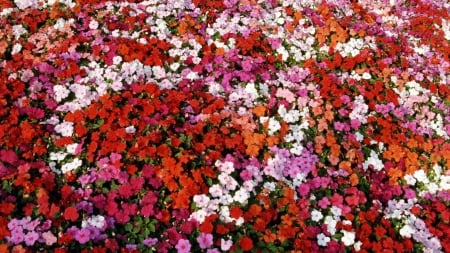 BED OF IMPATIENS - flowers, shade, impatiens, bed