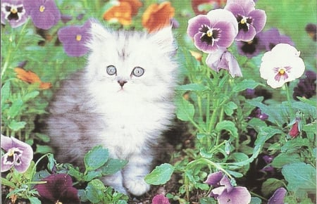 Kitten with flowers - flowers, kitten, paw, cute, panises