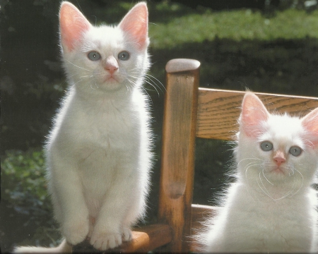 Two white kittens