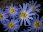 Blue Flowers