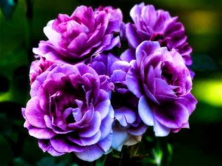 Hues for Inspi - purple, flowers, blue, pink