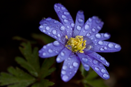 *** Blue flower and drops *** - flower, drops, flowers, nature, blue