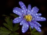 *** Blue flower and drops ***