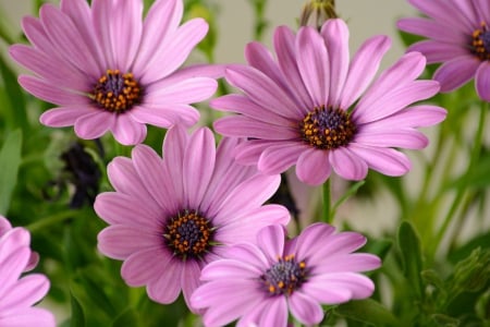 *** Violet flowers *** - nature, flowers, violet, flower