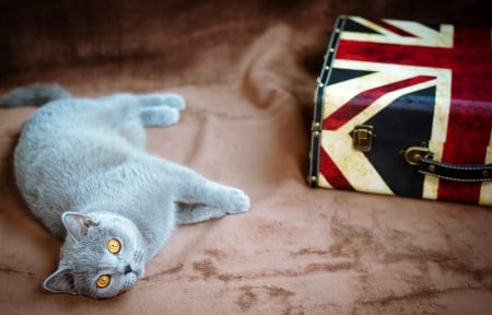 *** British cat *** - cat, cats, animals, animal, british